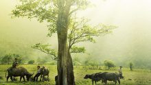 Vô cầu sở đắc – đạo lý cuộc sống để thanh tâm nhàn thân